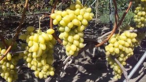 На винограднике: виноград Жостен