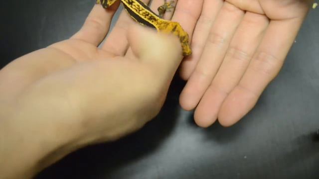 Buying a Crested Gecko? Make sure you know this! смотреть онлайн