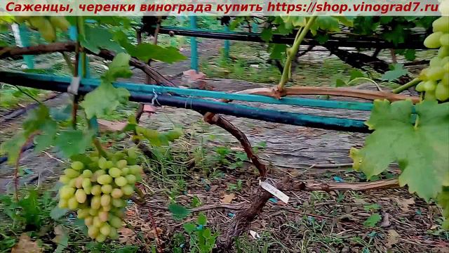 ДНЕПРОВСКАЯ РИВЬЕРА смотреть онлайн