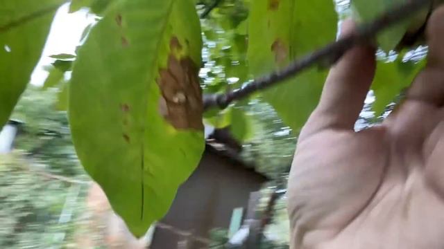 у МАМОЧКИ на старой даче и про ЦВЕТЫ для ПОПЫ смотреть онлайн