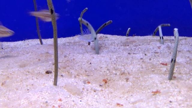 Песчаные угри.