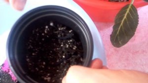 Глоксиния.Пересадка Глоксинии