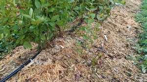 Как правильно устроить капельный полив голубики