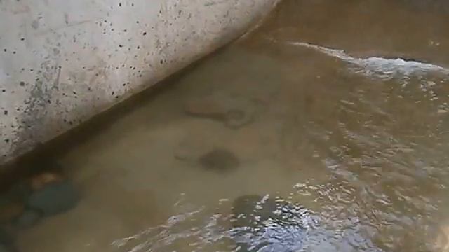 змея ловит рыбу смотреть онлайн