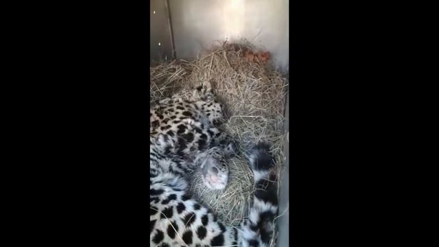Раненый дальневосточный леопард изъят у границ "Земли леопарда" смотреть онлайн