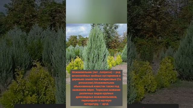 Выпуск 102.Можжевельник - хвойный кустарник смотреть онлайн