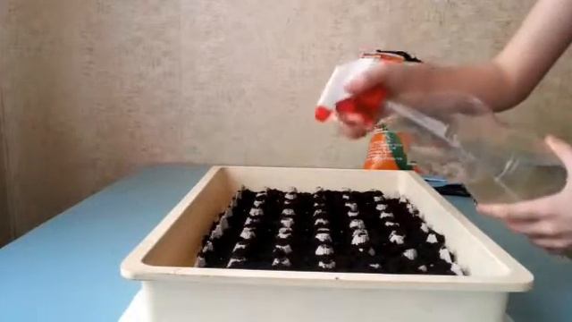 Посадка редиса в домашних условиях смотреть онлайн