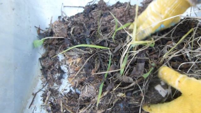 100% сохранение роз зимой в Сибири (и не только), легко, не страшны морозы и оттепели. смотреть онлайн