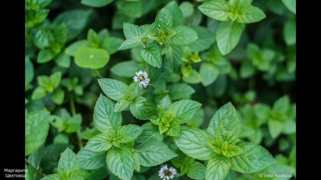 Ремонт и Строительство