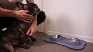 НАТУРАЛКА или СУХОЙ корм. Чем кормить французского бульдога?