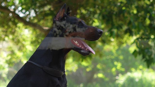 BEST EUROPEAN DOBERMAN MALE - HEAVEN PROGENY RICCO смотреть онлайн