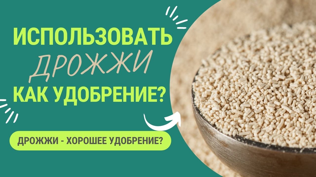 “ДРОЖЖИ - ХОРОШЕЕ УДОБРЕНИЕ” - ЭТО МИФ, ИЛИ ПРАВДА? смотреть онлайн