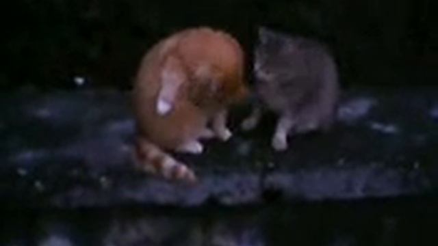 Влюблённые коты. смотреть онлайн