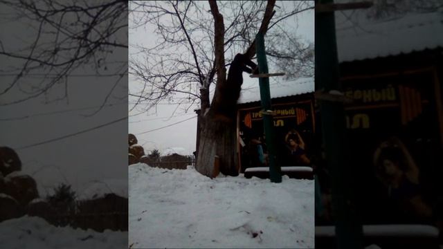 Как Я Учился Сальто с подколеньев(Кумкват) За 1 День! смотреть онлайн
