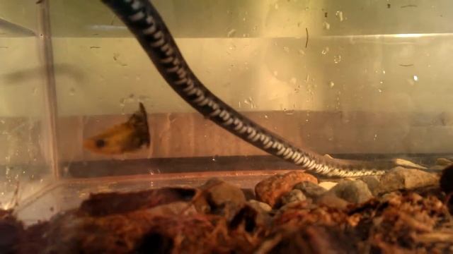 Водяной уж охотится на рыбок. смотреть онлайн