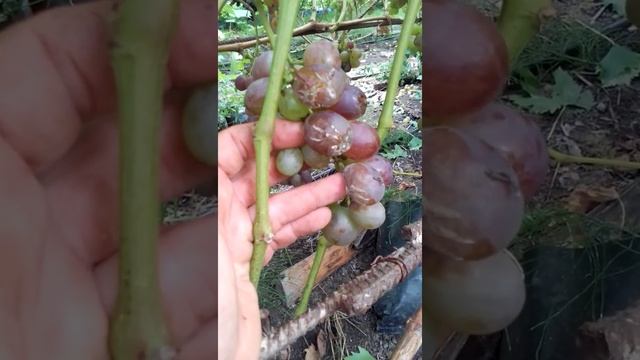 Виноград Красень Києва саджать чи??? Висока Піч Житомирщина як є смотреть онлайн