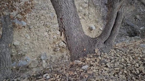 Iranian Nomads: Two Nomadic Warriors and the Struggle for Survival: Nomadic Life