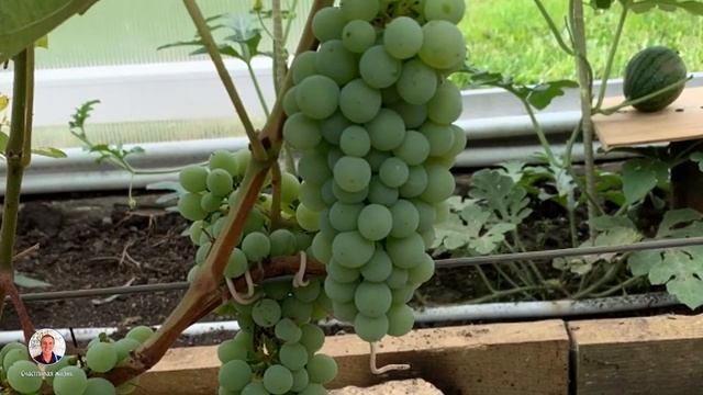 Укрываем виноград на зиму в теплице. Теплица. Виноград 2020. Садовод. Виноград в теплице.Виноградни смотреть онлайн
