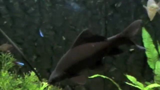 Black Labeo (Black Shark) Close Up! смотреть онлайн