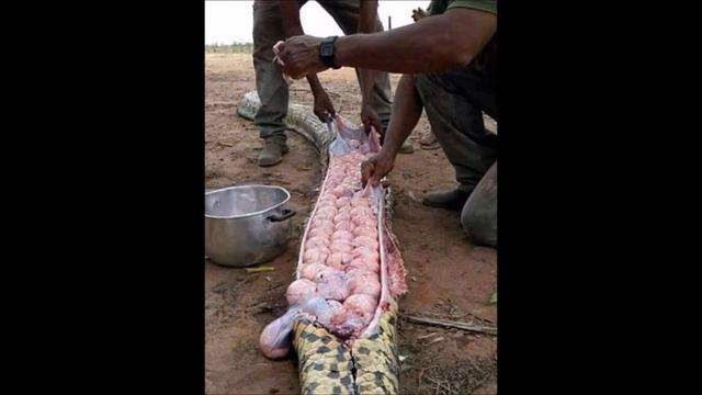Nigerian villagers kill one of the world's largest Giant Snake !! смотреть онлайн