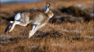 ЛУЧШИЕ МОМЕНТЫ  ОХОТЫ НА ЗАЙЦЕВ!!! ТОЛЬКО ВЫСТРЕЛЫ!!! / MAX HUNTER