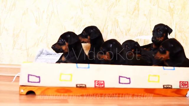 Little puppies doberman breed lie in the basket together. A lot of young dogs. смотреть онлайн