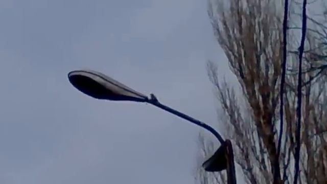 дятел долбит уличный фонарь смотреть онлайн