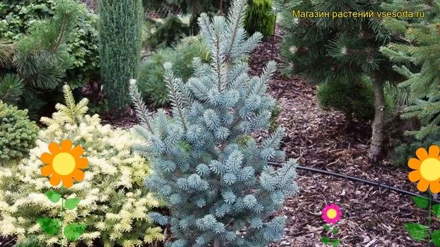 Псевдотсуга мензиеза Пирамидата. Краткий обзор, описание pseudotsuga menziesii Pyramidata смотреть онлайн