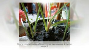 ЗЕФИРАНТЕС | Луковичное растение из семейства АМАРИЛЛИСОВЫЕ | Особенности ухода