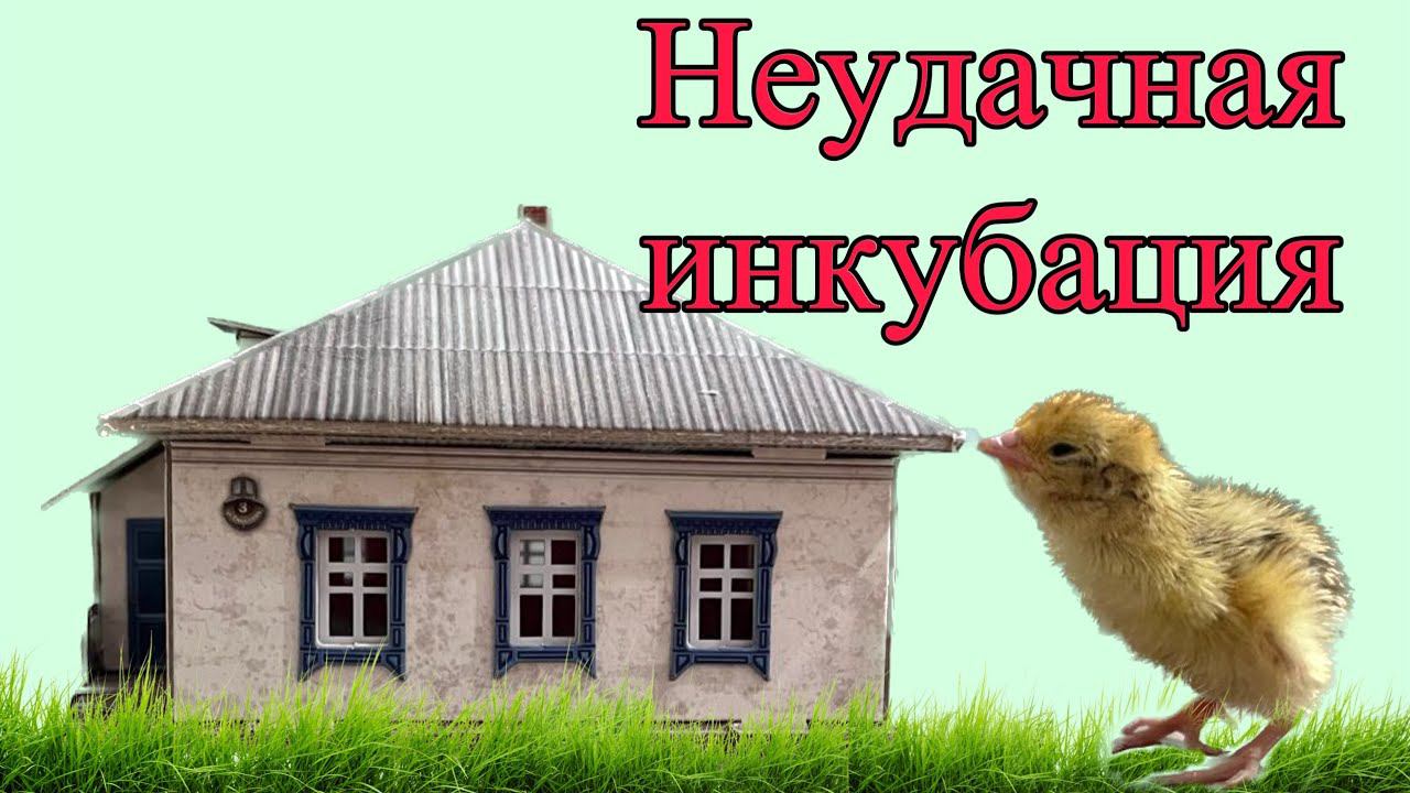 Ужасные итоги первой инкубации