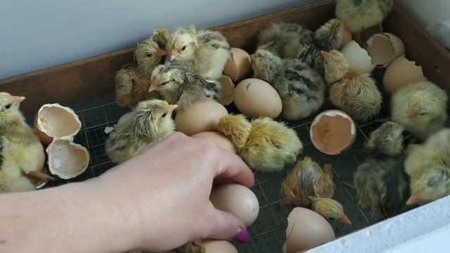 МОЙ РЕЖИМ ИНКУБАЦИИ КУРИНЫХ ЯИЦ - ВЫВОД 100% смотреть онлайн