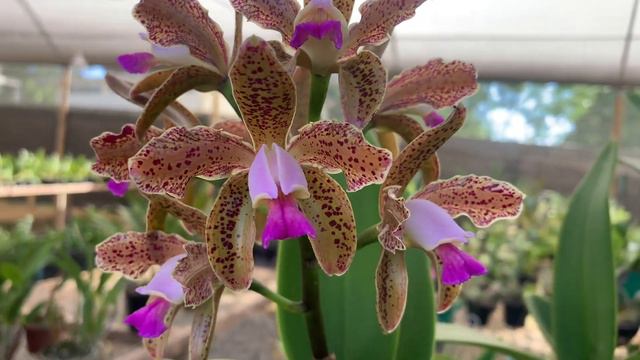 TEMPORADA DE FLORAÇÃO DAS ORQUÍDEAS CANELUDAS - CATTLEYA GUTTATA смотреть онлайн
