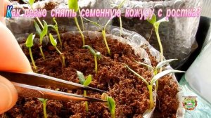 Как легко снять семенную кожуру с ростка?