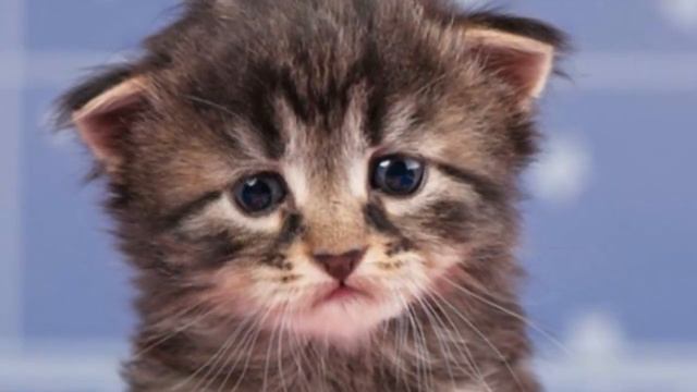 Песня про Артема | С Днем Рождения Артём смотреть онлайн