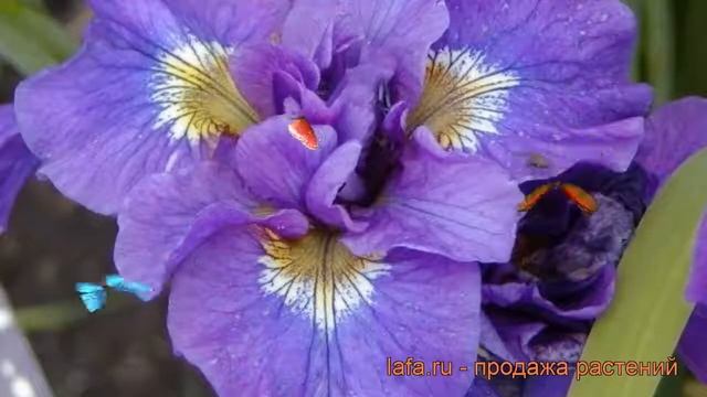 Ирис сибирский Дабл Стандарт (iris sibirica) ? обзор: как сажать, рассада ириса Дабл Стандарт смотреть онлайн