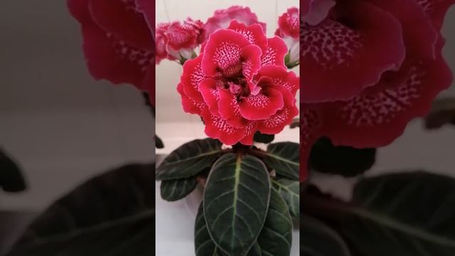 Кандидат в сорта "Калина Красная" усл. Стоячие цветоносы, букетное цветение!!! смотреть онлайн