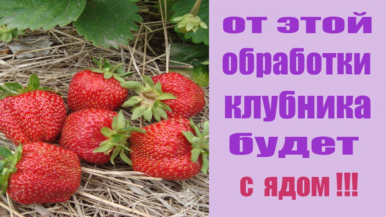 К ЧЕМУ ПРИВОДИТ ОБРАБОТКА КЛУБНИКИ АКТАРОЙ , МОЖНО ЛИ ОБРАБАТЫВАТЬ КЛУБНИКУ АКТАРОЙ? смотреть онлайн
