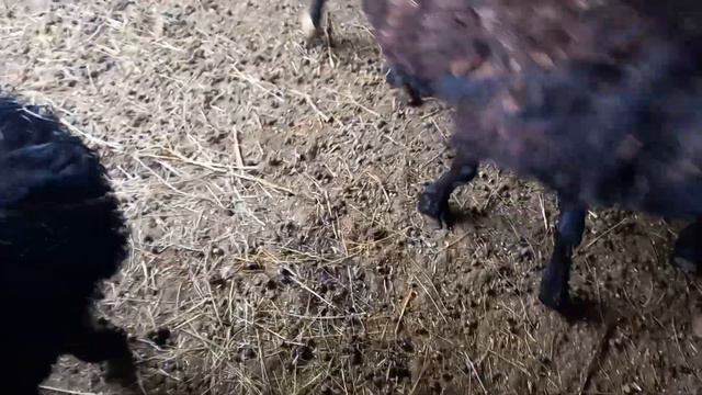 овцы в мороз минус 30,жизнь на даче смотреть онлайн