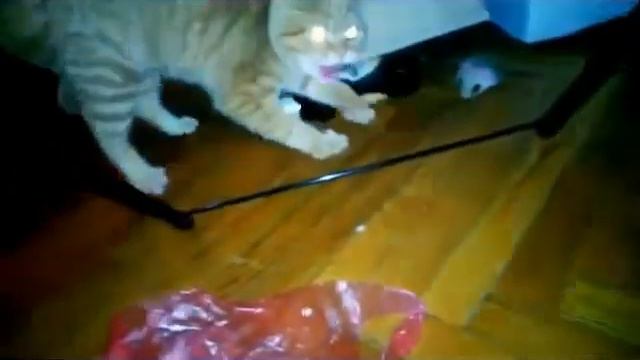 Cat with glowing eyes - Кошка с горящими глазами смотреть онлайн