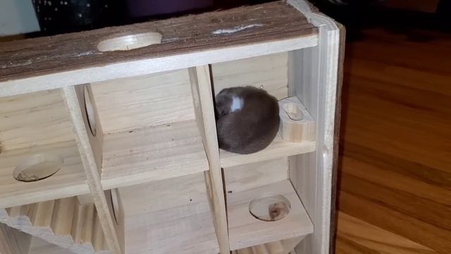 Octavia the baby weasel sleeping in a maze box смотреть онлайн