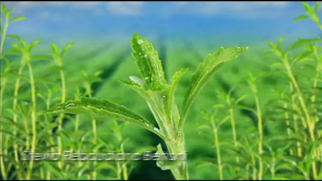 Green Stevia with Kuya Kim смотреть онлайн