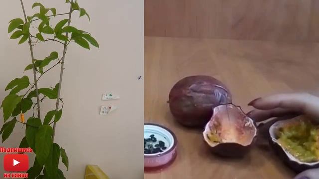 Маракуя Пассифлора как посадить вырастить Уход что получается Passiflora в дома passion fruit смотреть онлайн