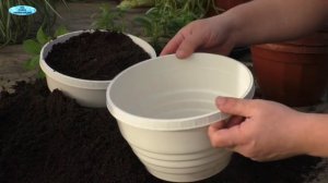 Оптимальный размер горшка для выращивания сурфинии!