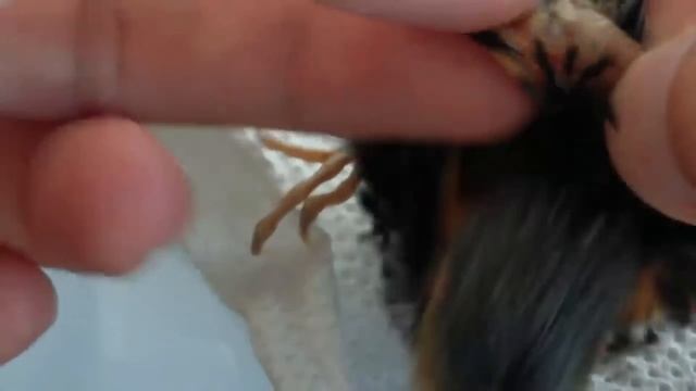 Cuidando De Filhote De Passarinho – Chupim (parasitado Por 27 Bernes) – PARTE 1