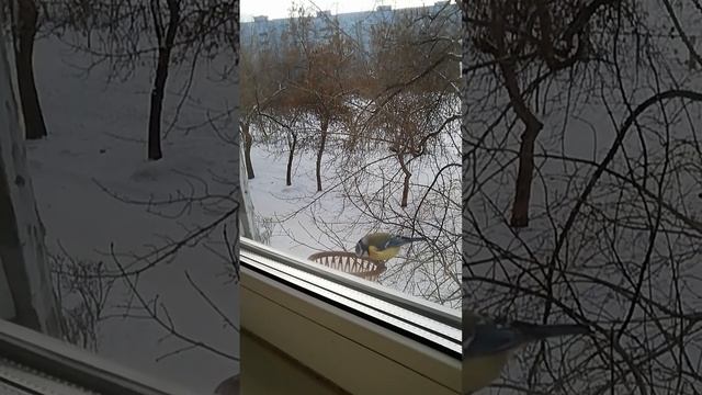 Синицы, лазоревки и пустая кормушка. смотреть онлайн