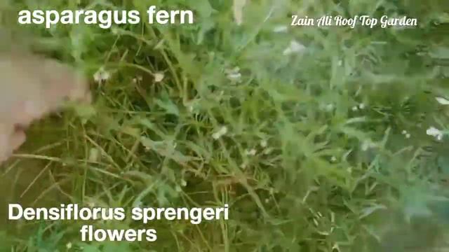 #asparagusfern #asparagusfernvineplant #densiflorus seprengri flowers asparagus in full blooming смотреть онлайн
