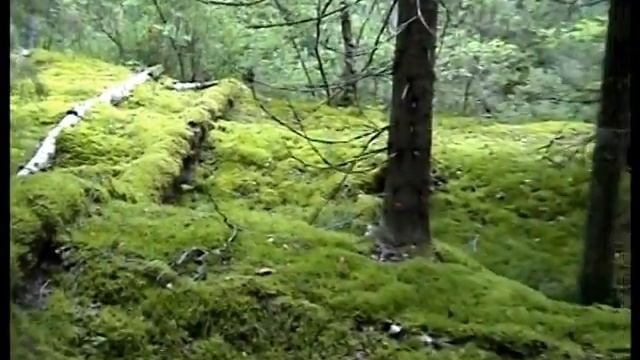 Какие грибы растут в далеком лесу. Смоленск. смотреть онлайн
