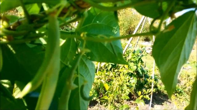 Семена, семена, семена. Фасоль спаржевая на посадку. смотреть онлайн