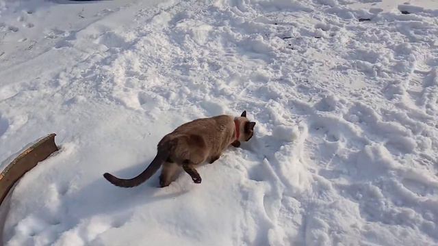 Мой котик Сёма гуляет на улице по снегу смотреть онлайн