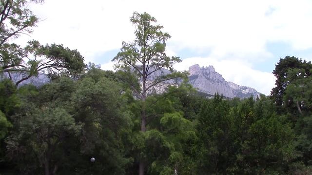 Черепахи в Воронцовском парке 2021 смотреть онлайн